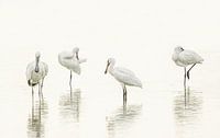 Spoonbills in High Key lighting