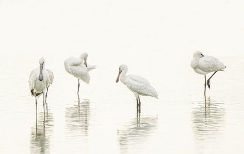 Lepelaars in High Key lighting