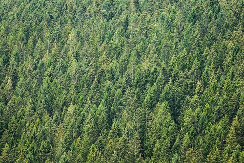 Green pattern of treetops