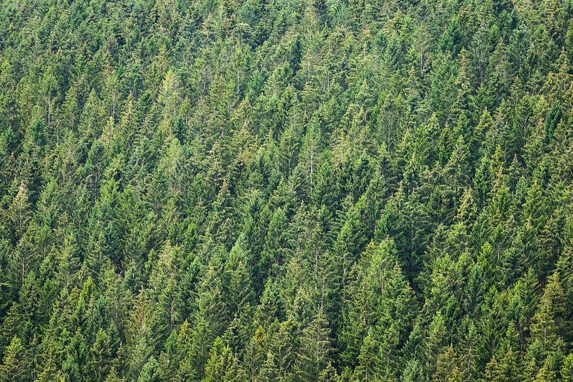 Motif vert de la cime des arbres par OCEANVOLTA