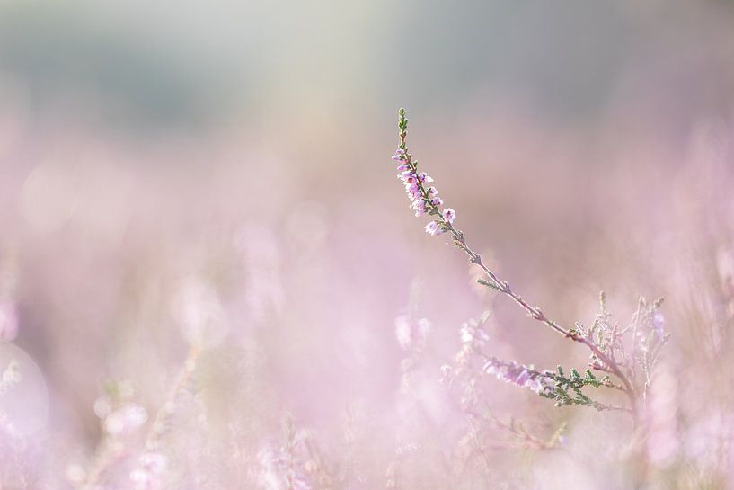 Blooming heather by Judith Borremans