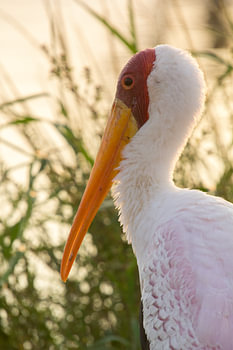 Yellow billed stork,  Kruger Park, south africa