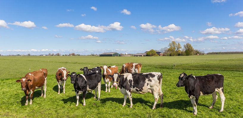 Vaches brunes et noires et blanches dans le paysage néerlandais par Marc Venema
