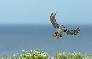 Puffin sur Menno Schaefer