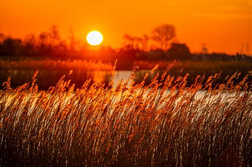 De opkomende zon zet de rietpluimen in vuur en vlam