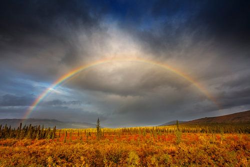 Regenboog boven taiga in herfstkleuren