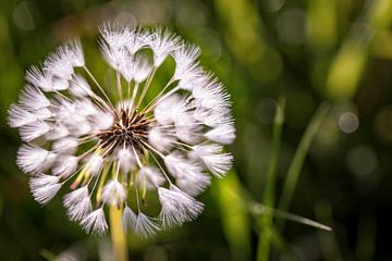 Paardenbloem van Rob Boon