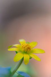 wunderschönes gelbes Scharbockskraut von Horst Husheer