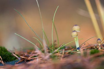 paddestoelen van Marcel Geerings