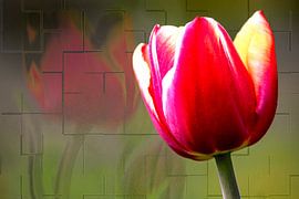 FLORA : GARDEN TULIP by Photoart-Naegele