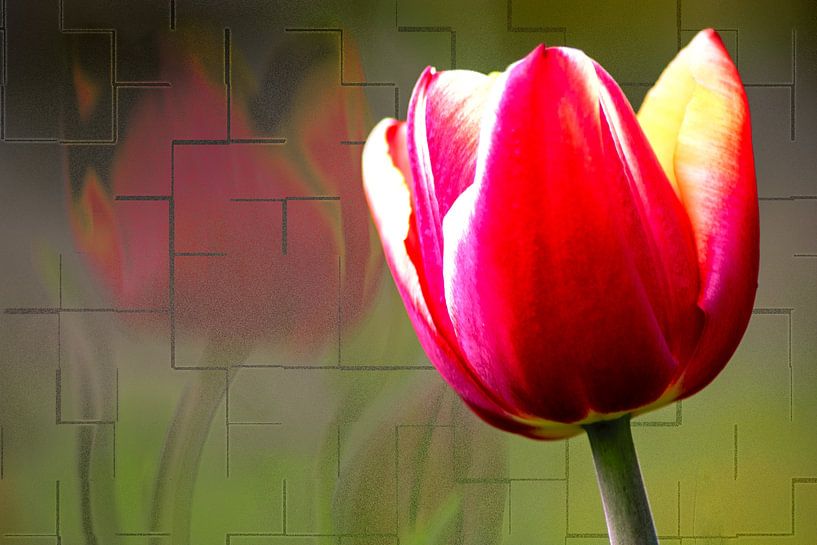 FLORA : GARDEN TULIP by Photoart-Naegele