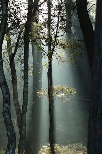 Zonneharpen in het bos