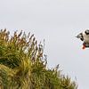 Papageientaucher (Puffin) der versucht zu landen von Robert Styppa