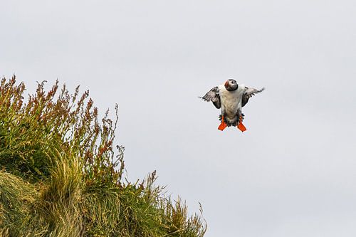 Papegaaiduiker probeert te landen