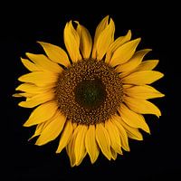 Zonnebloem