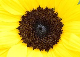 Sunflower by Bo Valentino