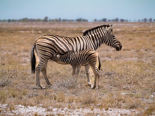 Hartmann's Bergzebra mit Jungtier von Willemijn Wolthaus