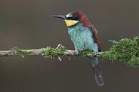 European Bee-eater (Merops apiaster) by Ronald Pol thumbnail
