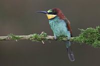 Europese Bijeneter (Merops apiaster)