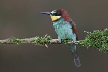 Europese Bijeneter (Merops apiaster) van Ronald Pol