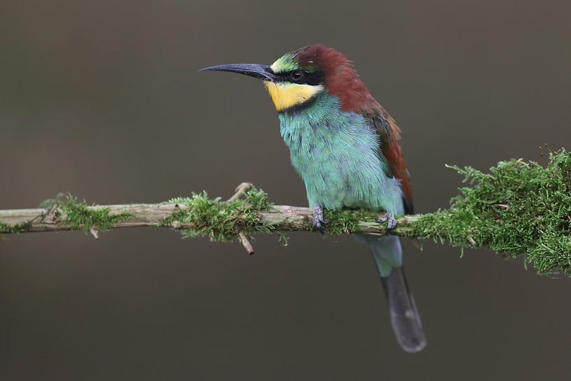 European Bee-eater (Merops apiaster) by Ronald Pol
