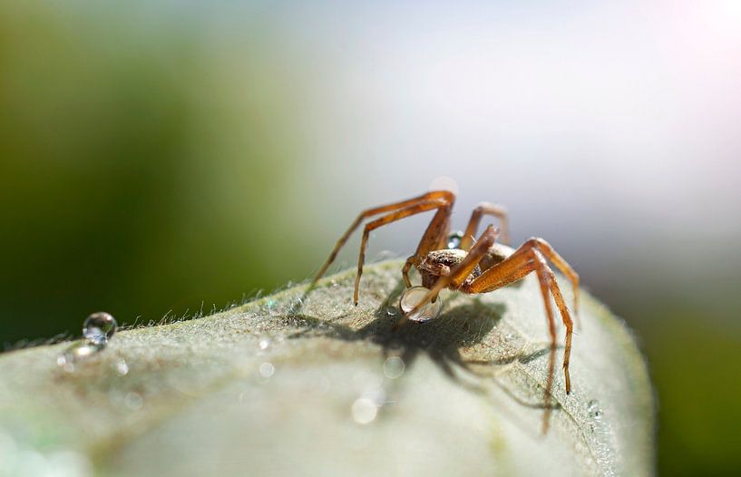 Drinking spider by Patrick Strik