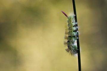 De Meriansborstel van Danny Slijfer Natuurfotografie