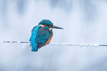 IJsvogel in winter, Alcedo Atthis van Gert Hilbink