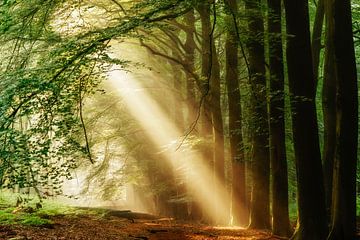 C'est toi qui es la seule sur Lars van de Goor