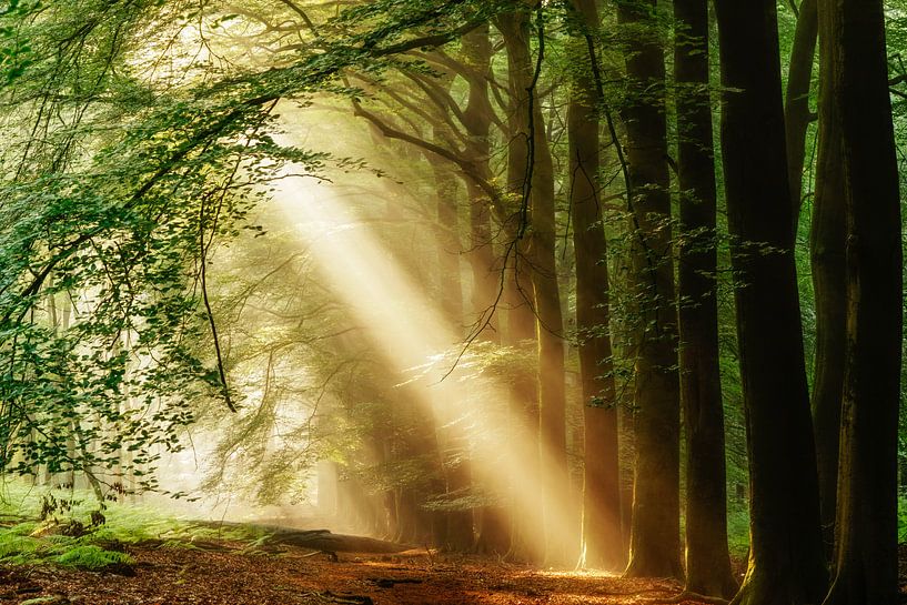 C'est toi qui es la seule par Lars van de Goor