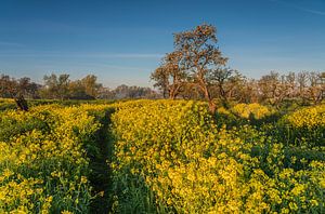 Raapzaad bij zonsopkomst in het Werk aan de Groeneweg