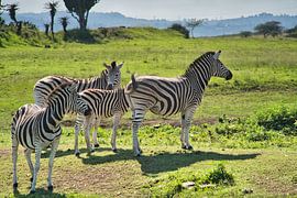 Vier zebra's van Frank's Awesome Travels