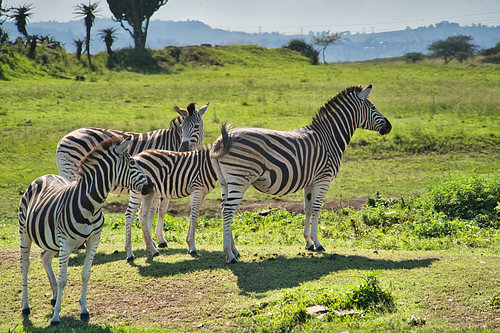 Vier zebra's