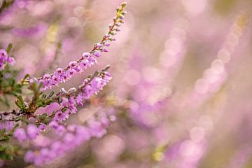 Blühendes Heidekraut mit Bokeh von Roosmarijn Bruijns