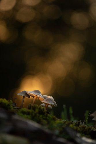 Mushrooms
