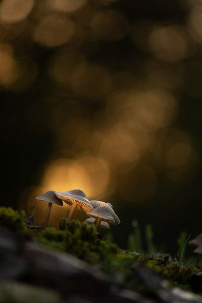 Pilze von Lucia Leemans