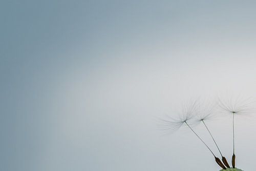 De laatste pluisjes van de paardenbloem