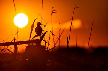 black-tailed godwit by sunset by Ingmar de Vegte