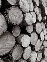 Tronc d'arbre en bois en noir et blanc
