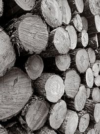 Wooden tree trunk in black and white