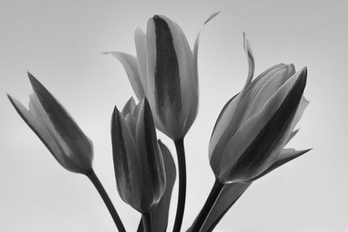 Tulipes noires et blanches