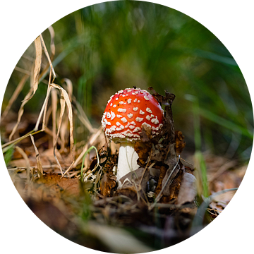 De vliegende paddenstoel?! van Enrico Schiller