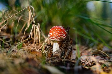 Der fliegende Pilz?! von Enrico Schiller