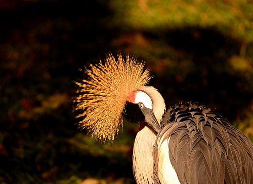 Zwarte kroonkraanvogel in Brazilië