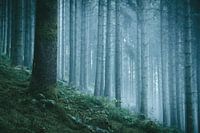 La forêt interdite