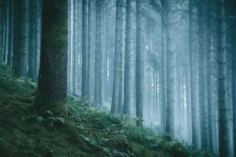 La forêt interdite par Tim van der Kraats