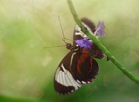 Vlinder op paarse bloem