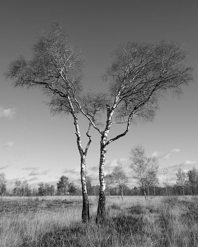 Bouleaux dans le Deurnse Peel