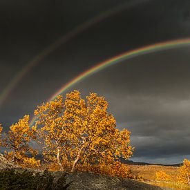 Herbst auf einem Hochplateau (ein Fjell) in Norwegen von Chris Stenger