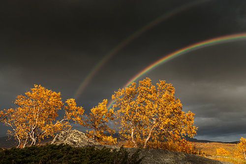 Herfst op een hoogvlakte in Noorwegen